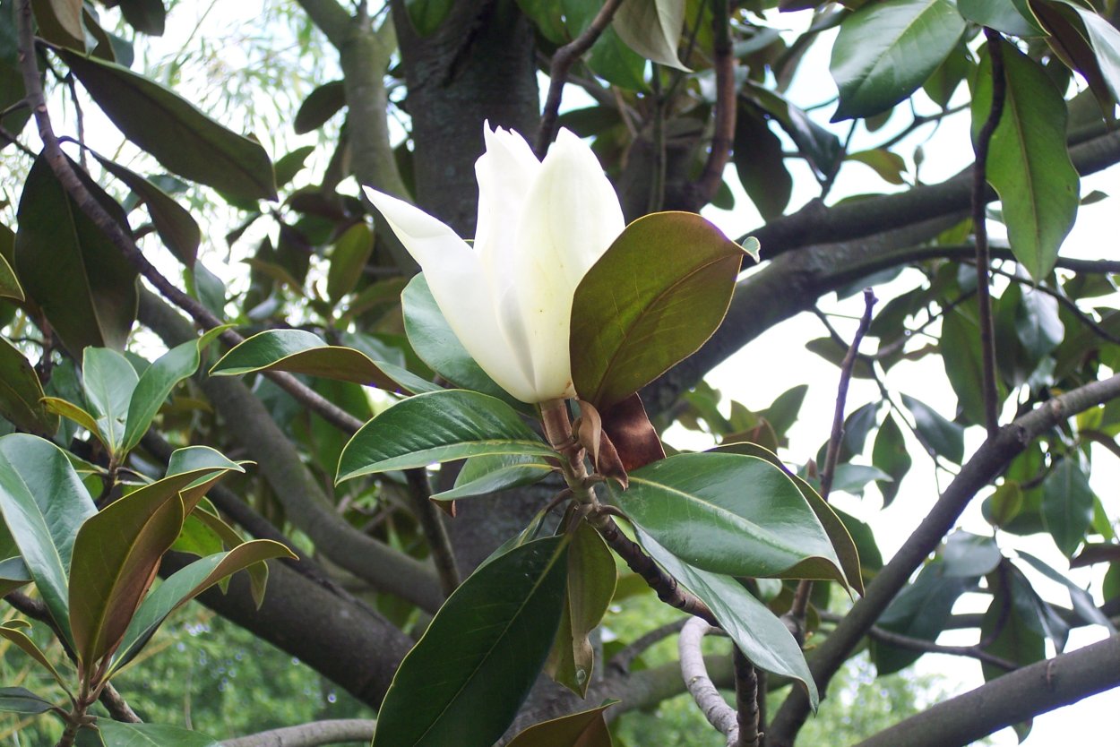 Магнолия или фикус