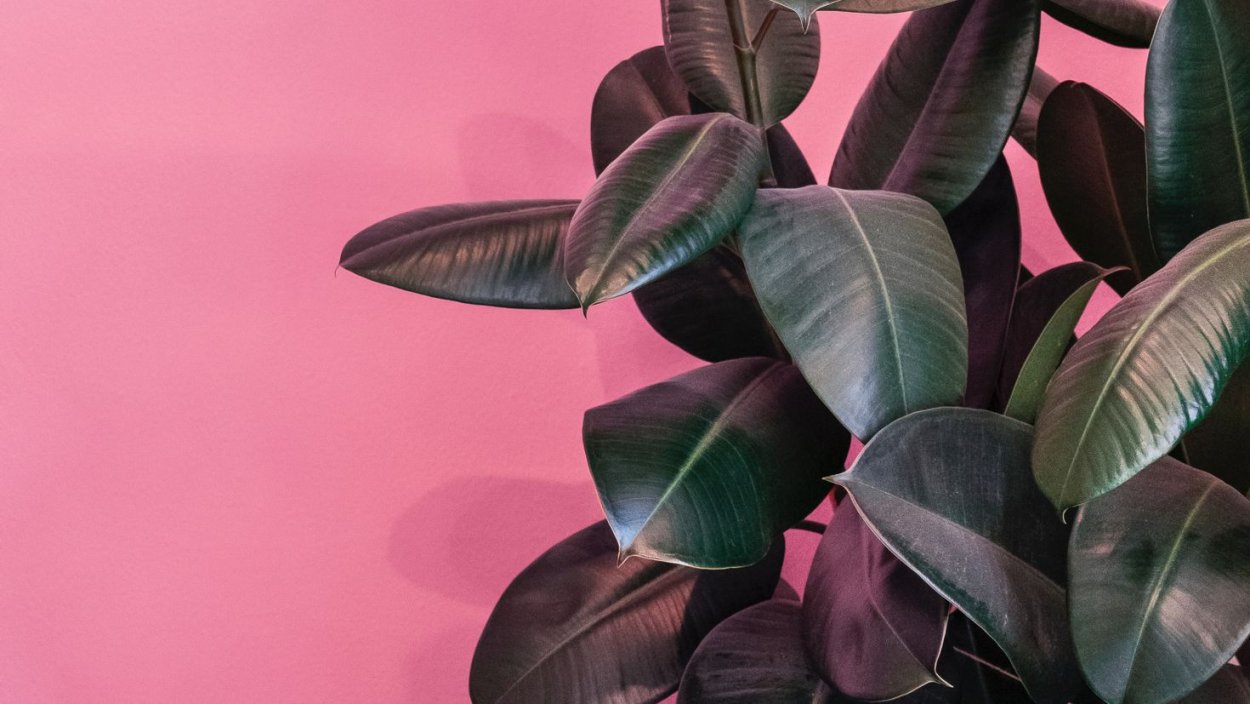 Фикус мультяшный