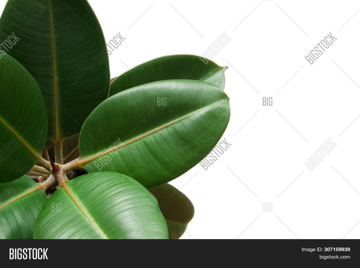 Листья фикуса на белом фоне