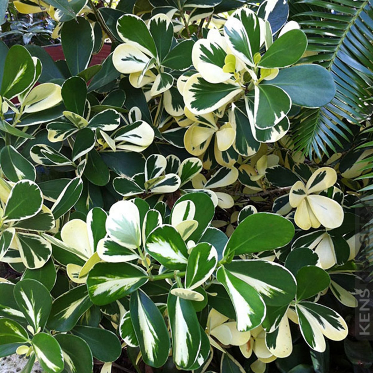 Фикус Минимализм