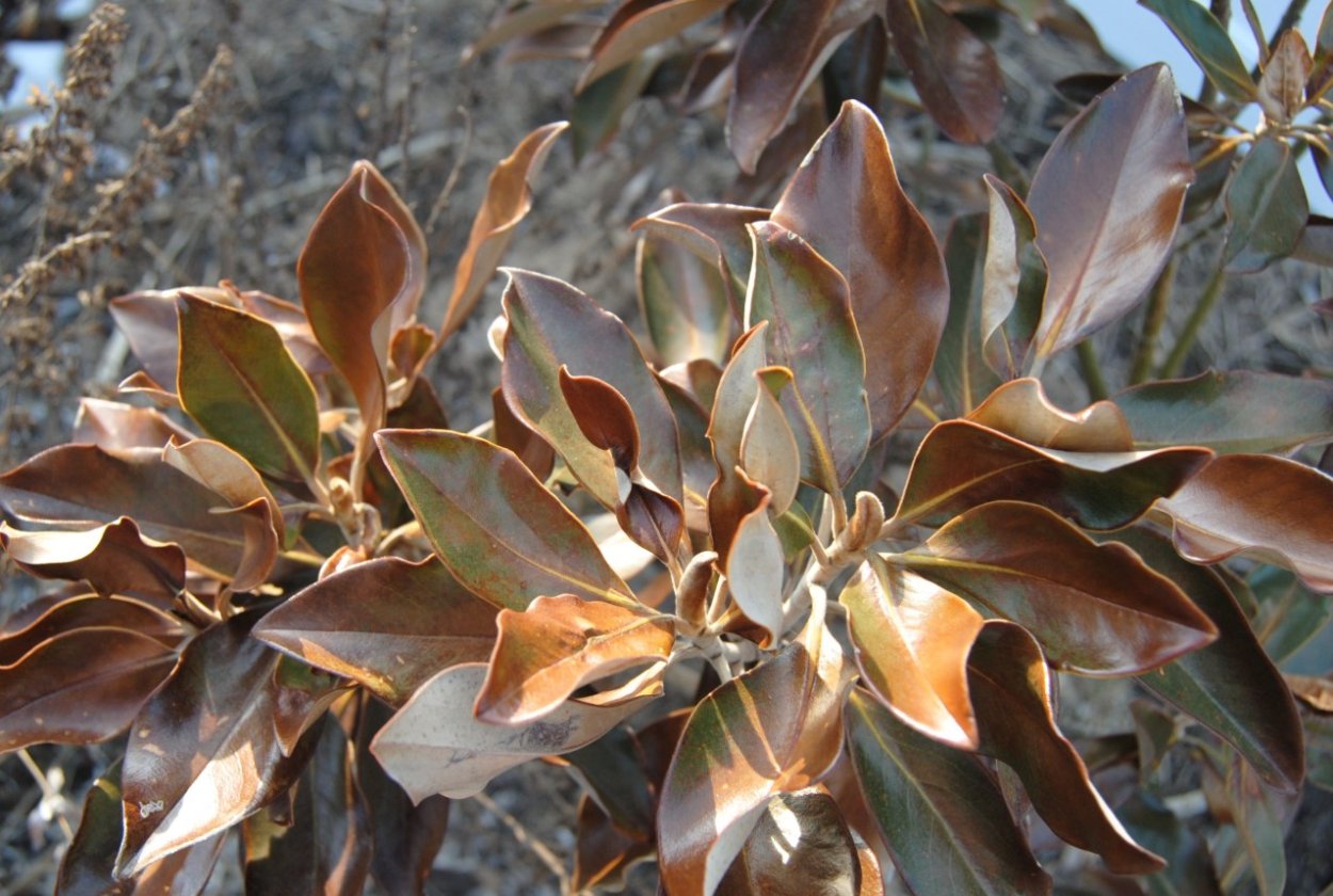 Фикус Brown leaves