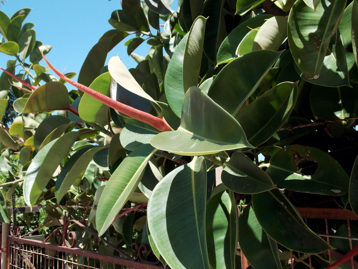 Фикус микрокарпа Йеллоу Маргин