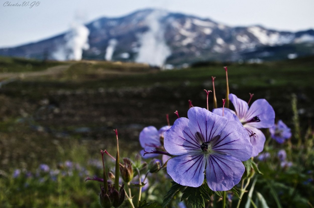 Флора Камчатки
