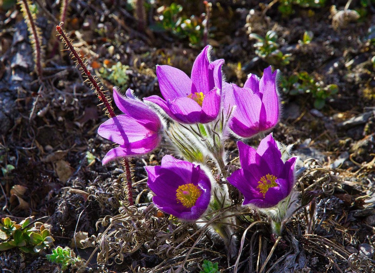 Подснежники прострел Уральский