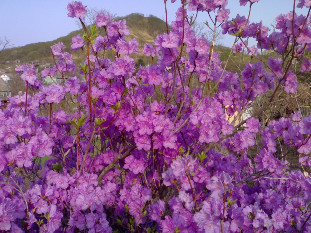 Рододендрон Дальневосточный