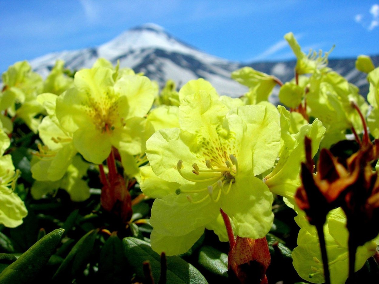 Рододендрон Камчатский
