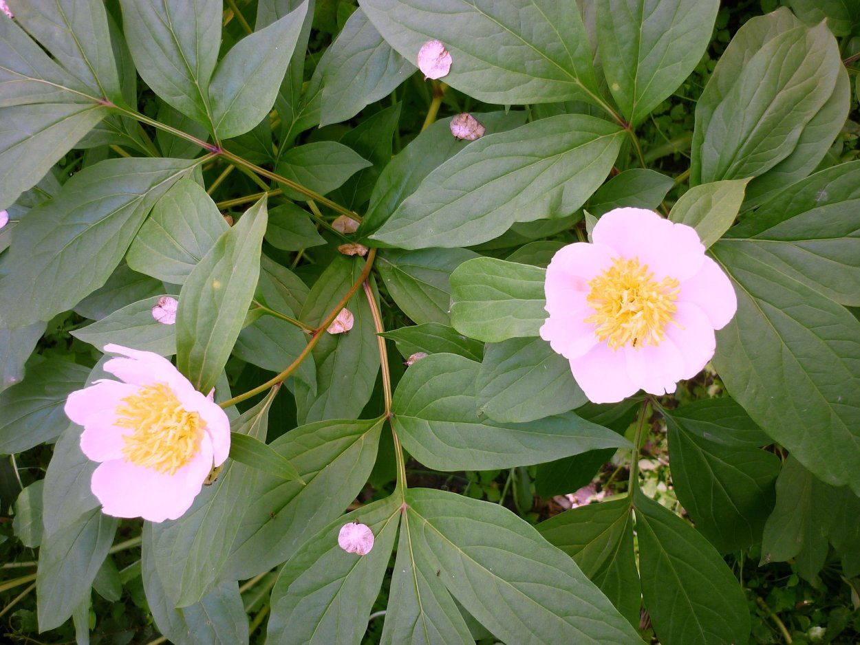 Пион Даурский