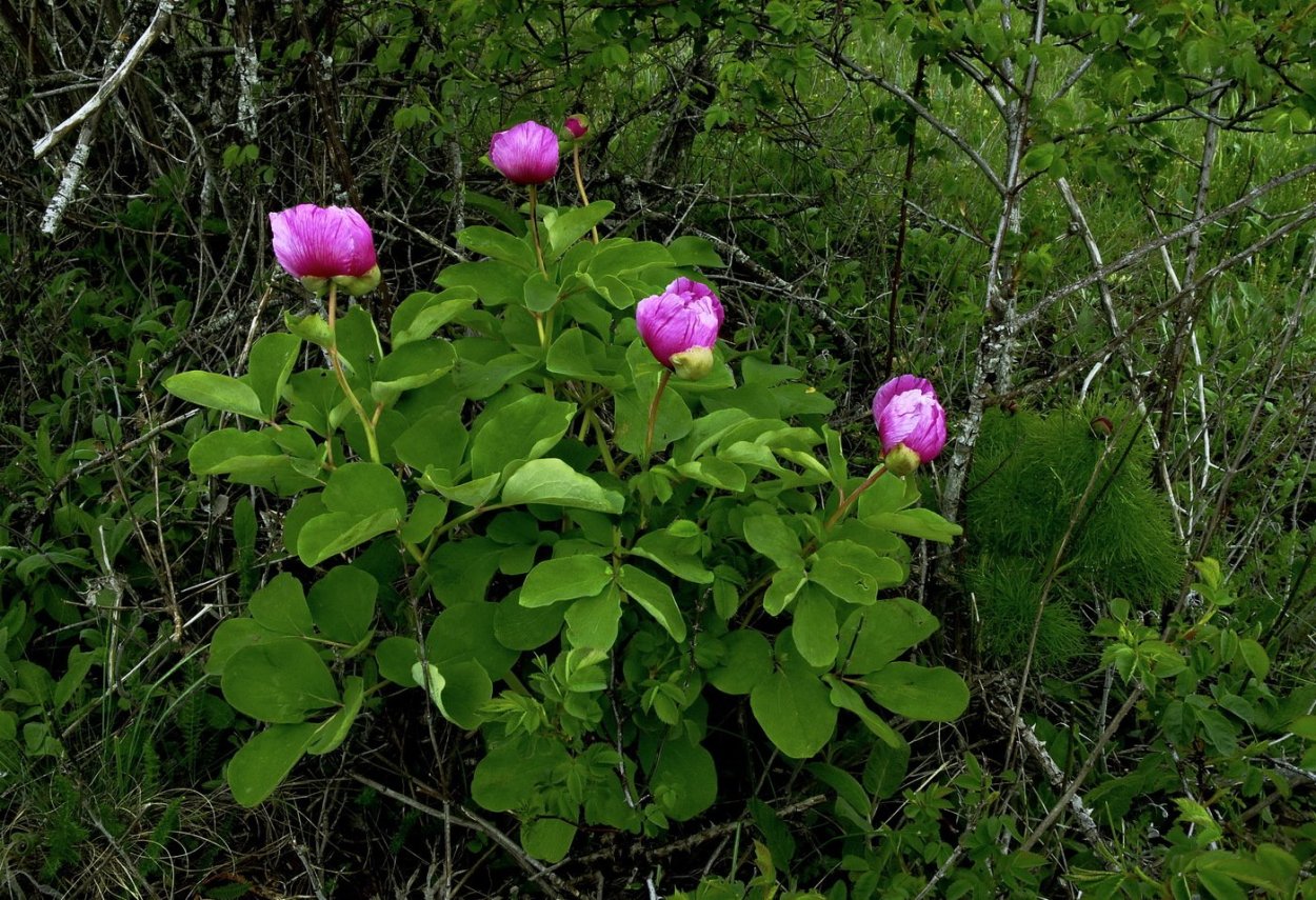 Пион Лесной Крымский