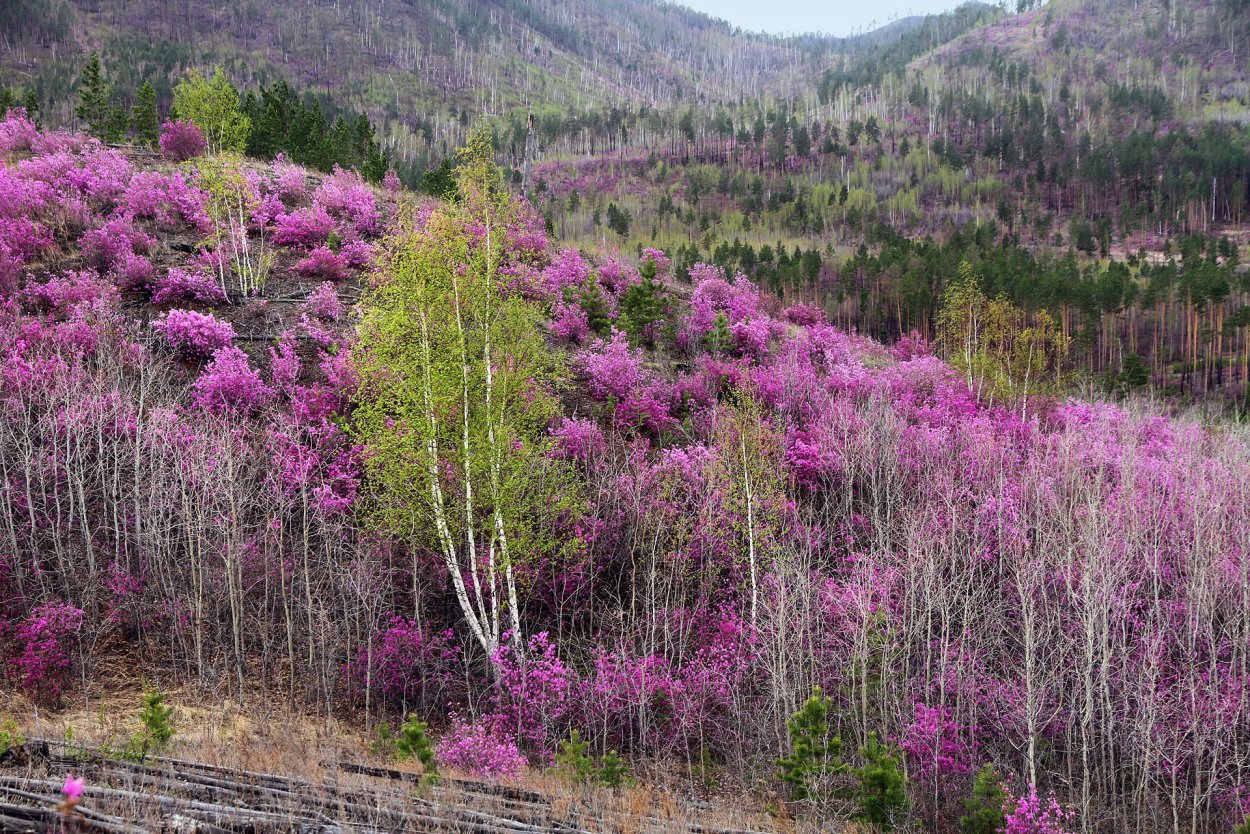 Багульник Сибирский