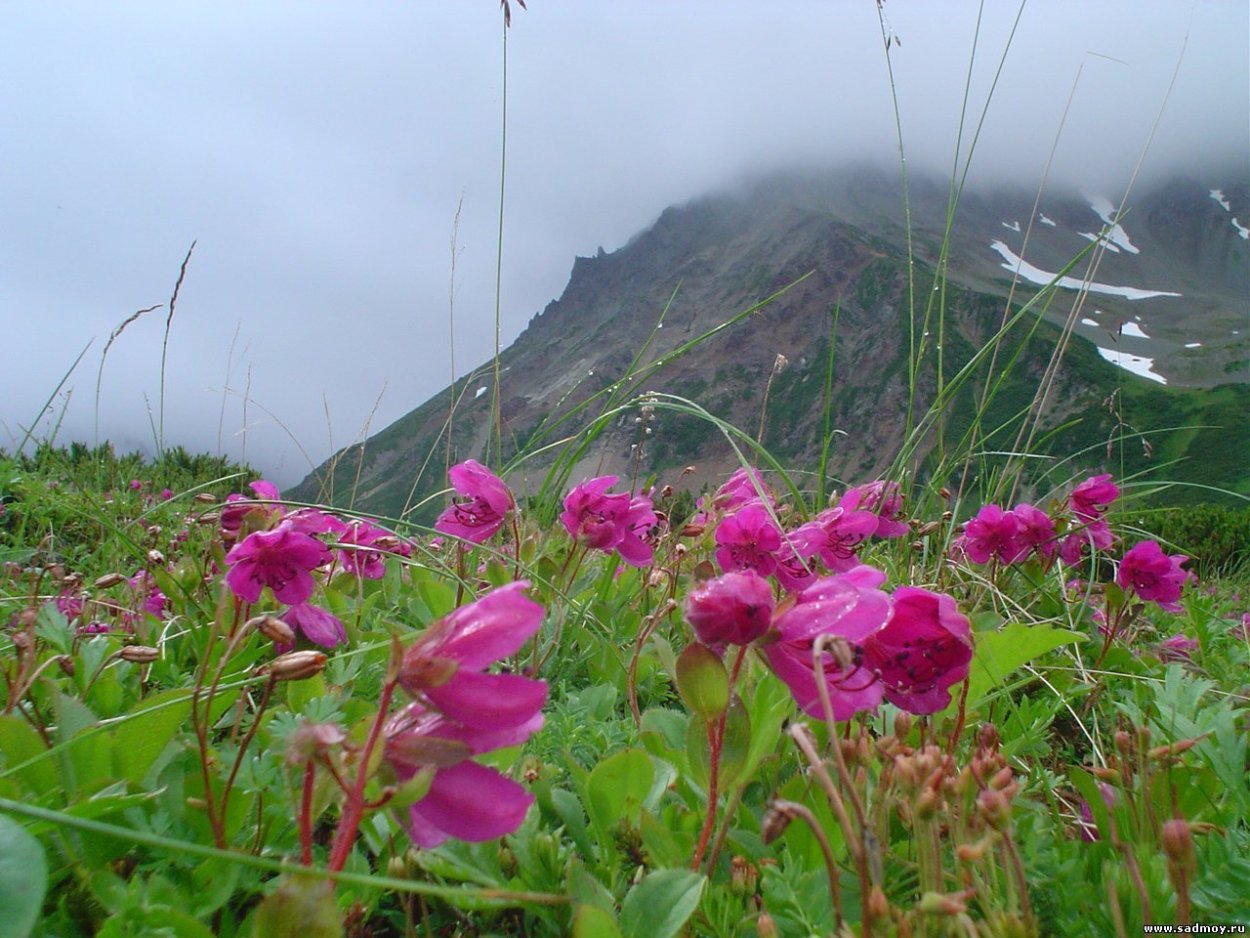 Альпийские Луга Камчатки Камчатка