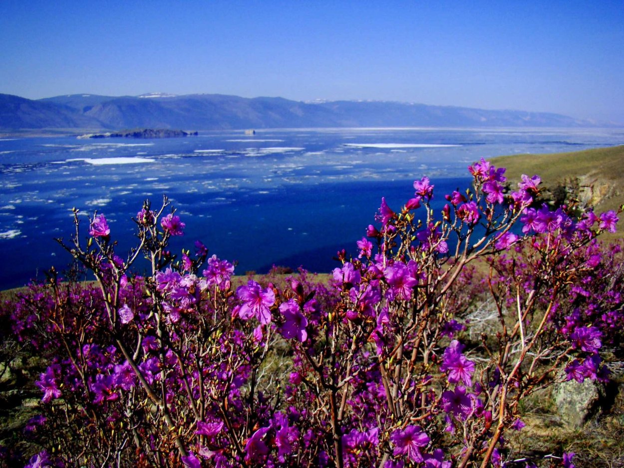 Багульник на Байкале
