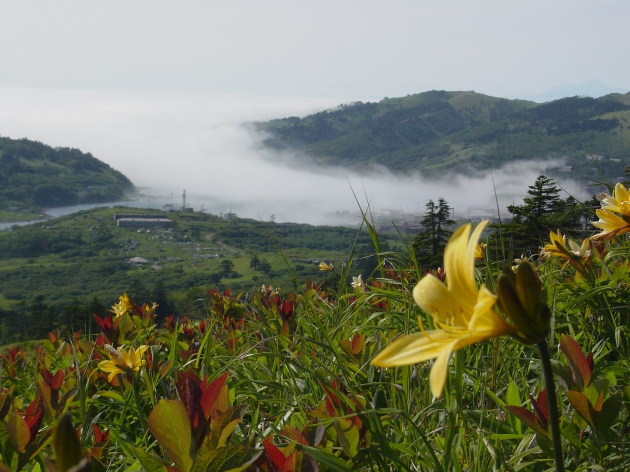 Остров Кунашир Флора