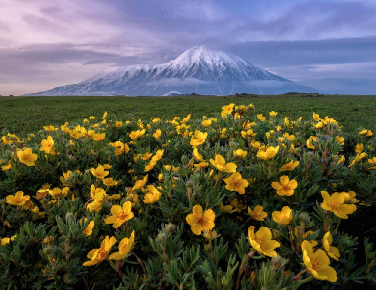 Растения Камчатки