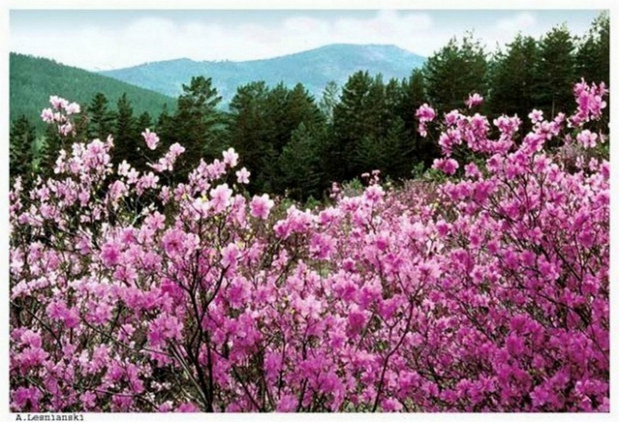 Рододендрон Даурский Приморский край