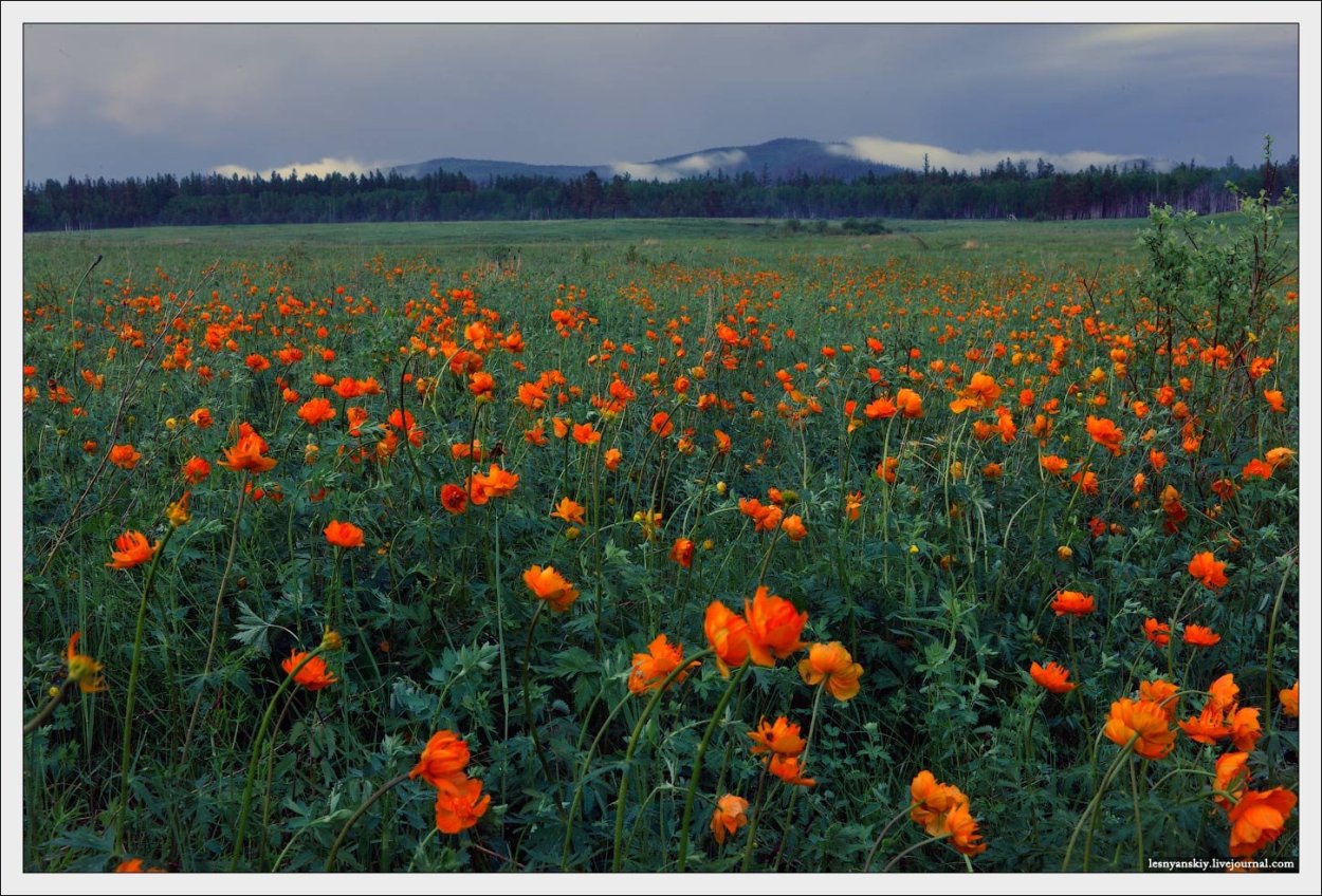 Забайкалье цветы саранки