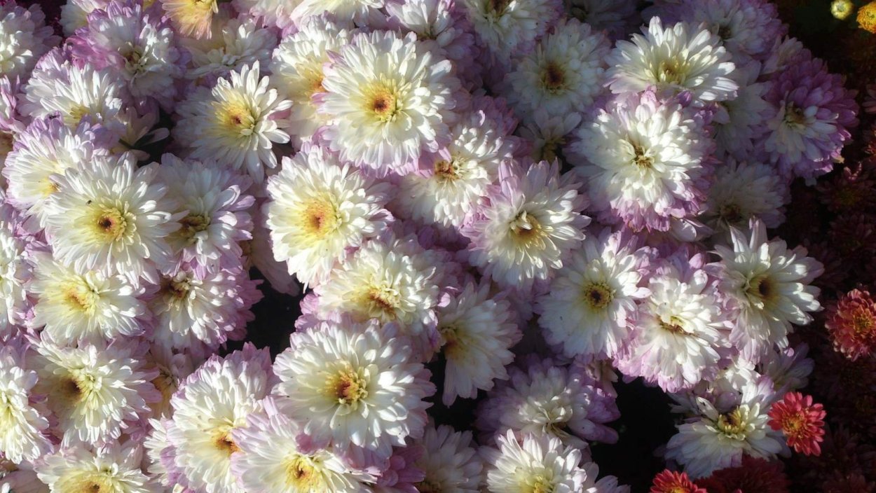 Хризантема мультифлора шаровидная клумба