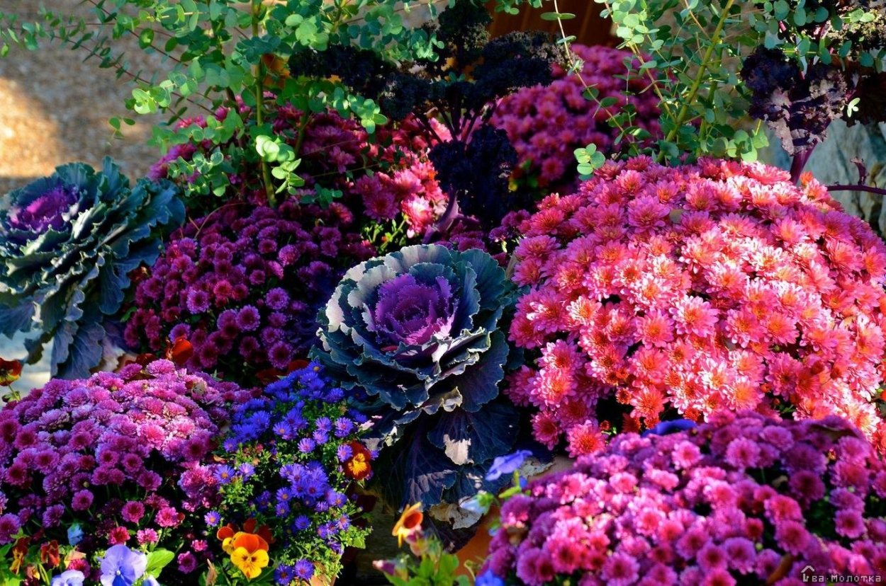 Хризантема мультифлора шаровидная многолетняя