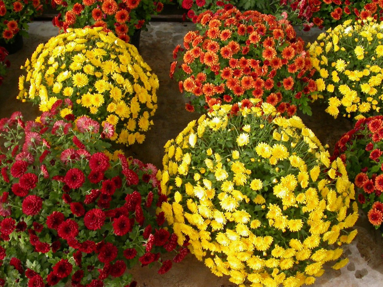 Астра многолетняя кустарниковая (Aster dumosus)