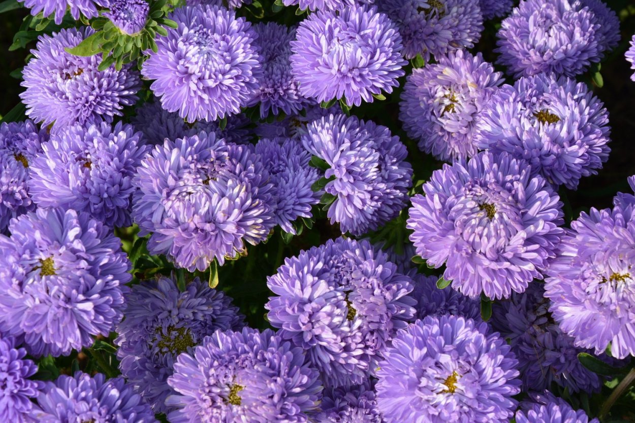 Хризантема Андреа