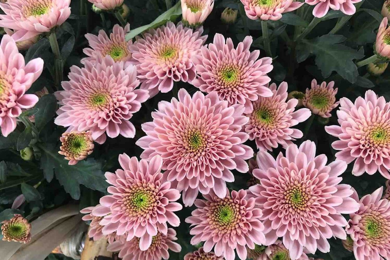 Хризантема корейская Шеннон