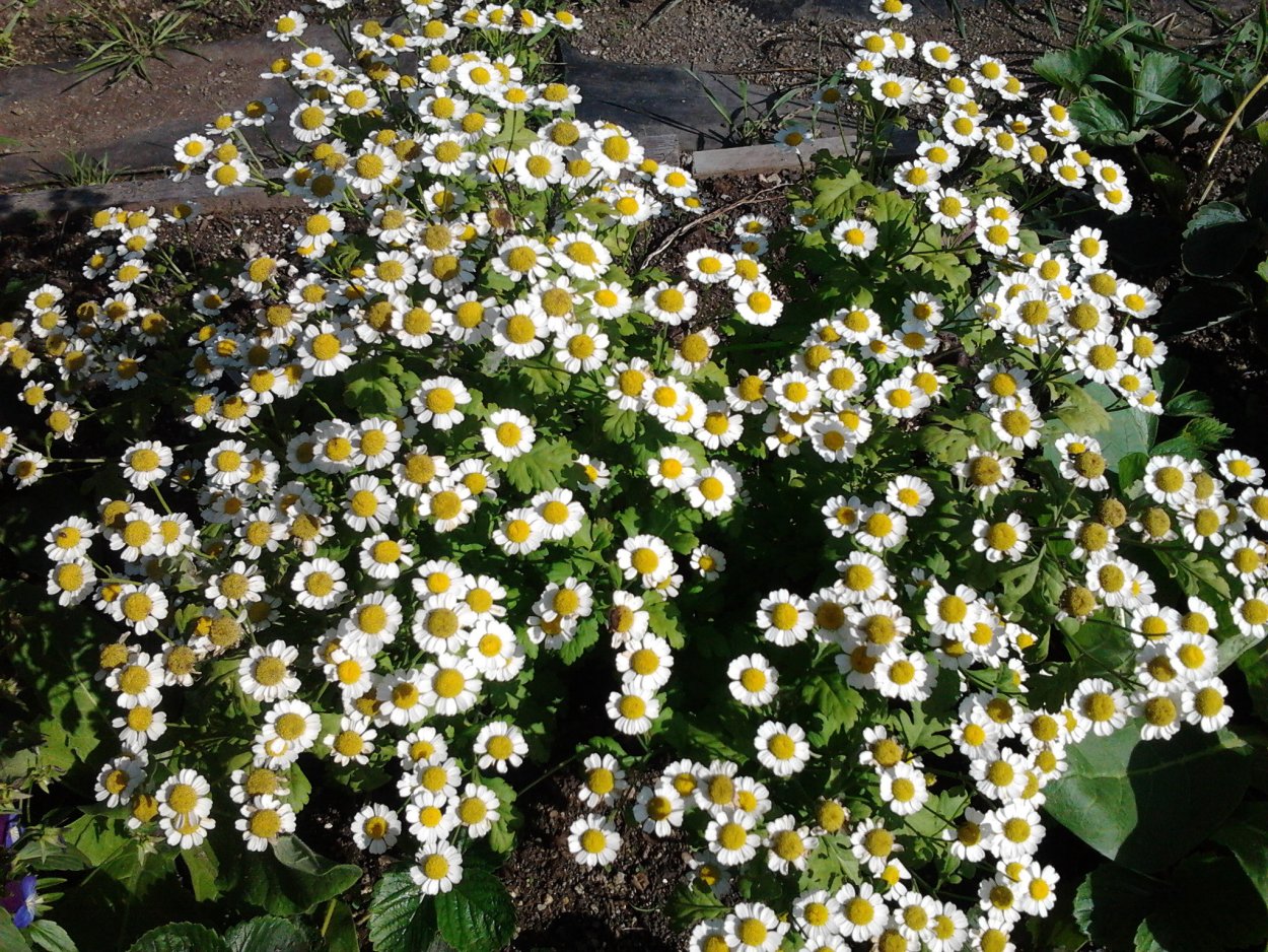 Хризантема низкорослая многолетняя