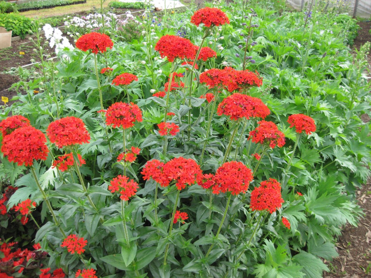 Лихнис халцедонский Зорька