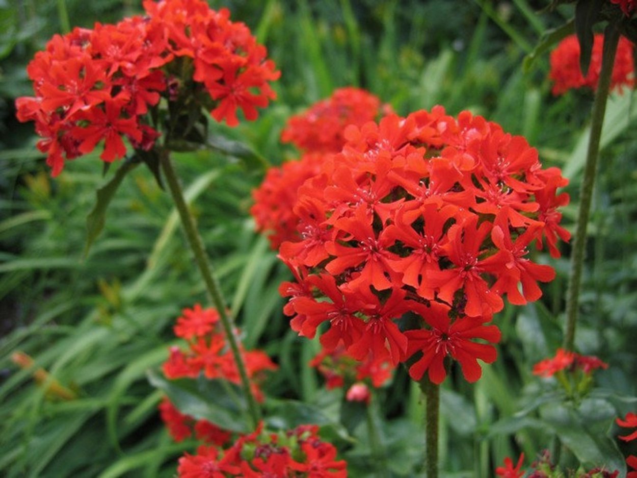 Лихнис халцедонский Зорька