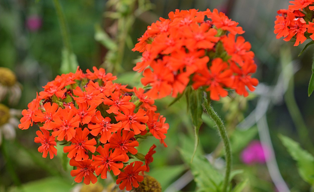 Лихнис халцедонский Зорька