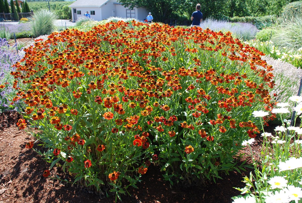 Книфофия Ягодная Тукка