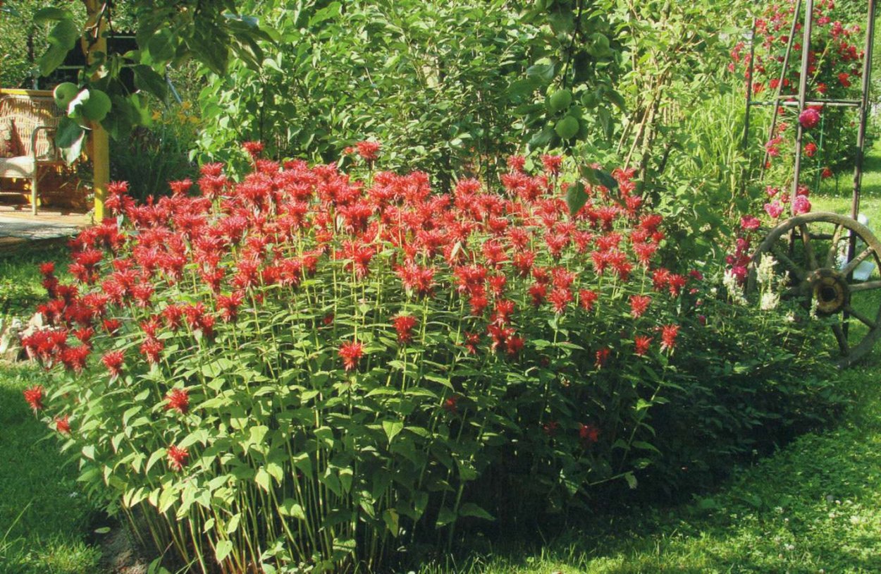 Астильба Арендса 'Granat'