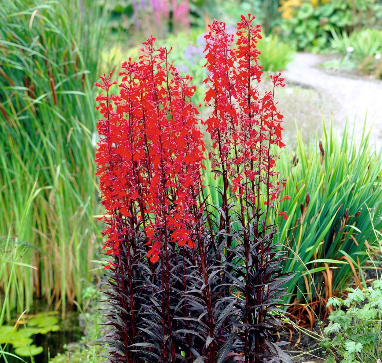 Лобелия Квин Виктория