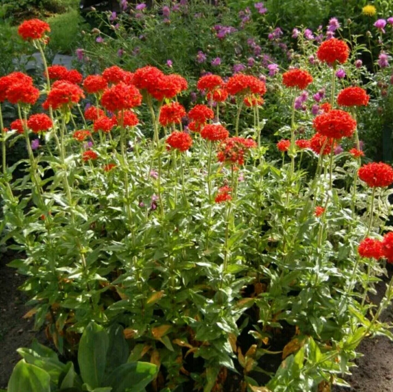 Эхинацея пурпурная красная