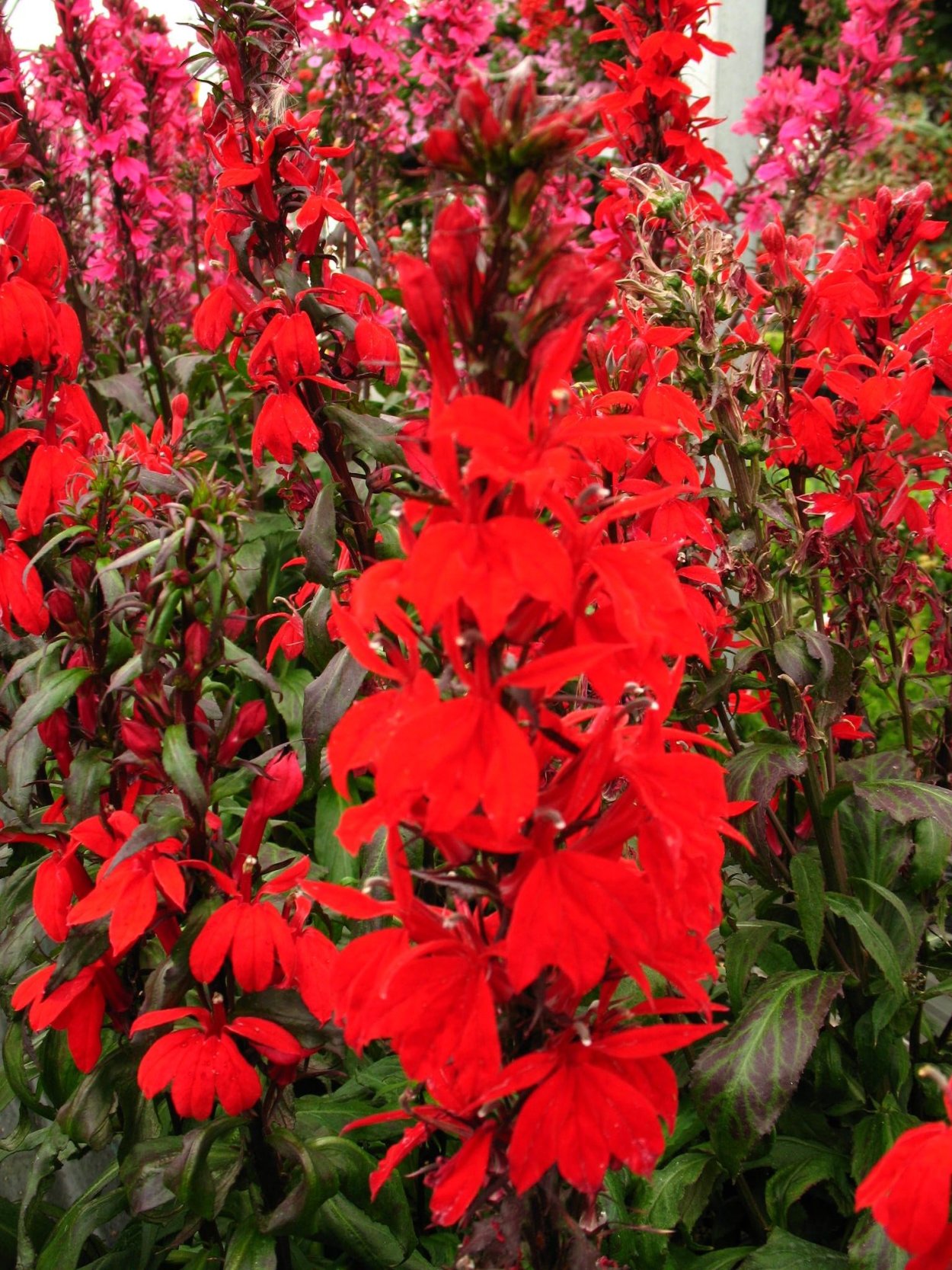 Лобелия speciosa