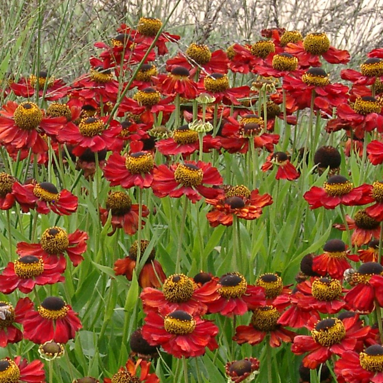 Лихнис халцедонский Зорька