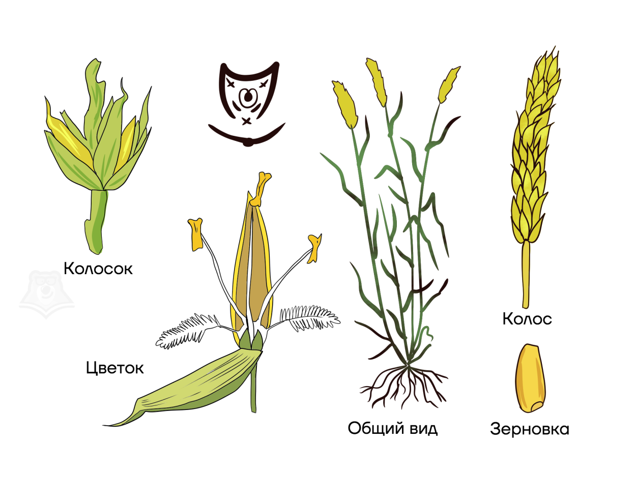 Подорожник Psyllium