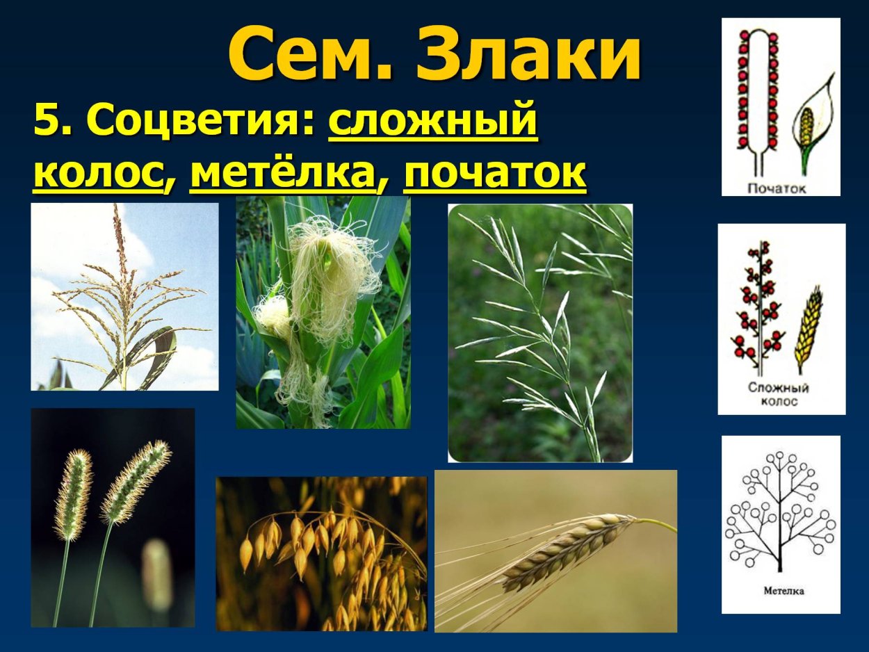 Соцветия сложный Колос Султан метелка початок