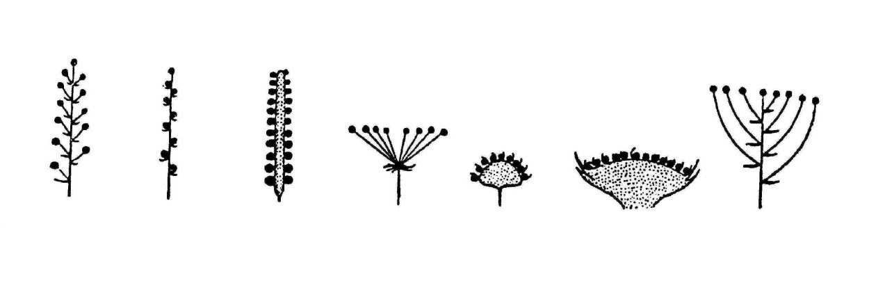 Подорожник ланцетный соцветие