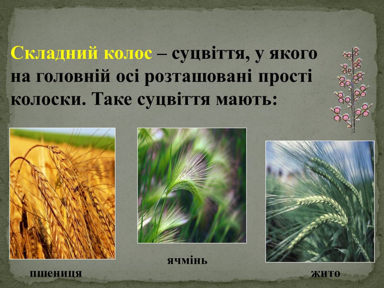 Соцветие кисть