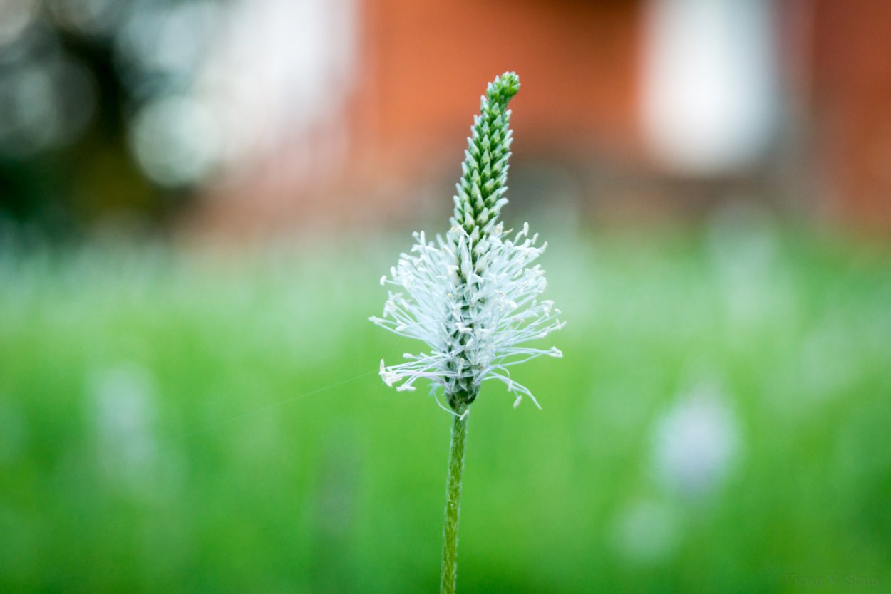 Сложная кисть примеры