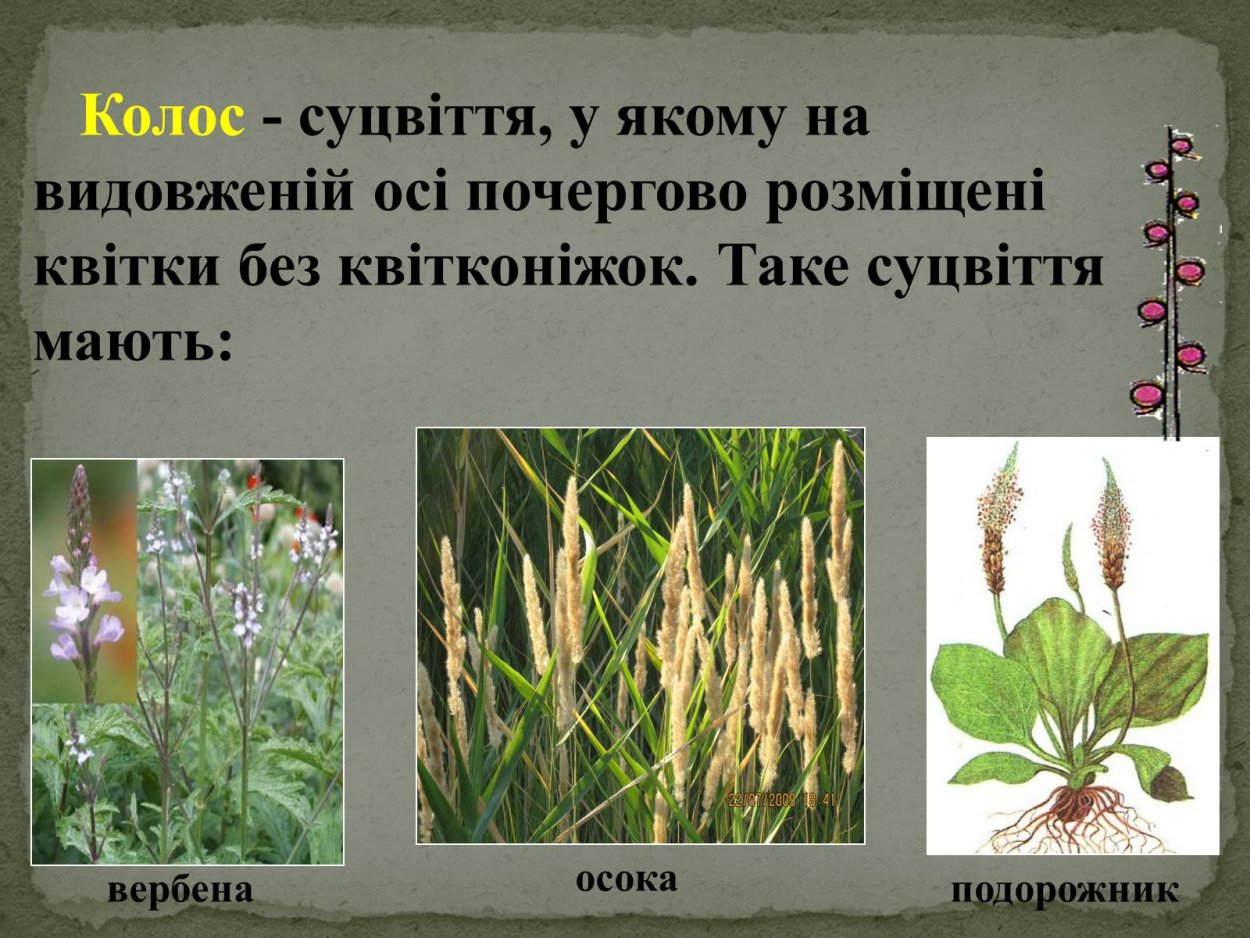 Соцветие Колос подорожник