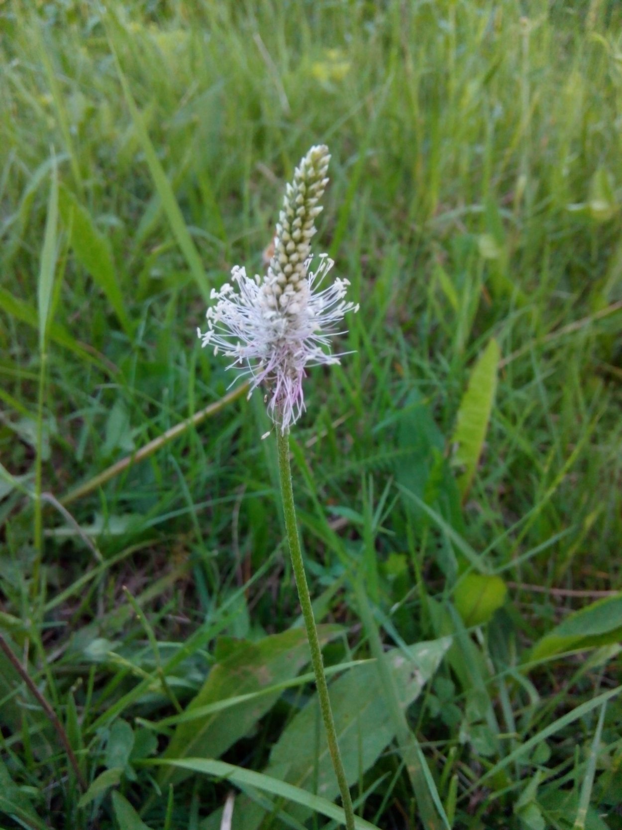 Соцветия растений