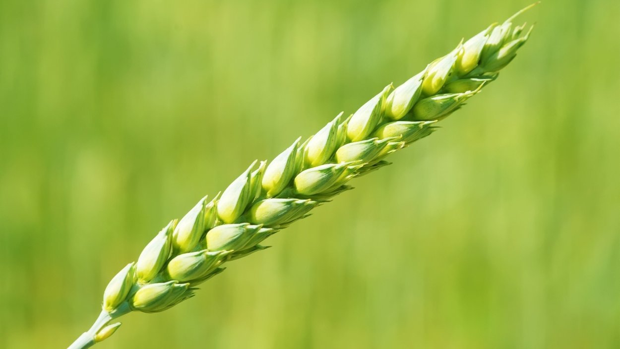 Схема соцветия кисть