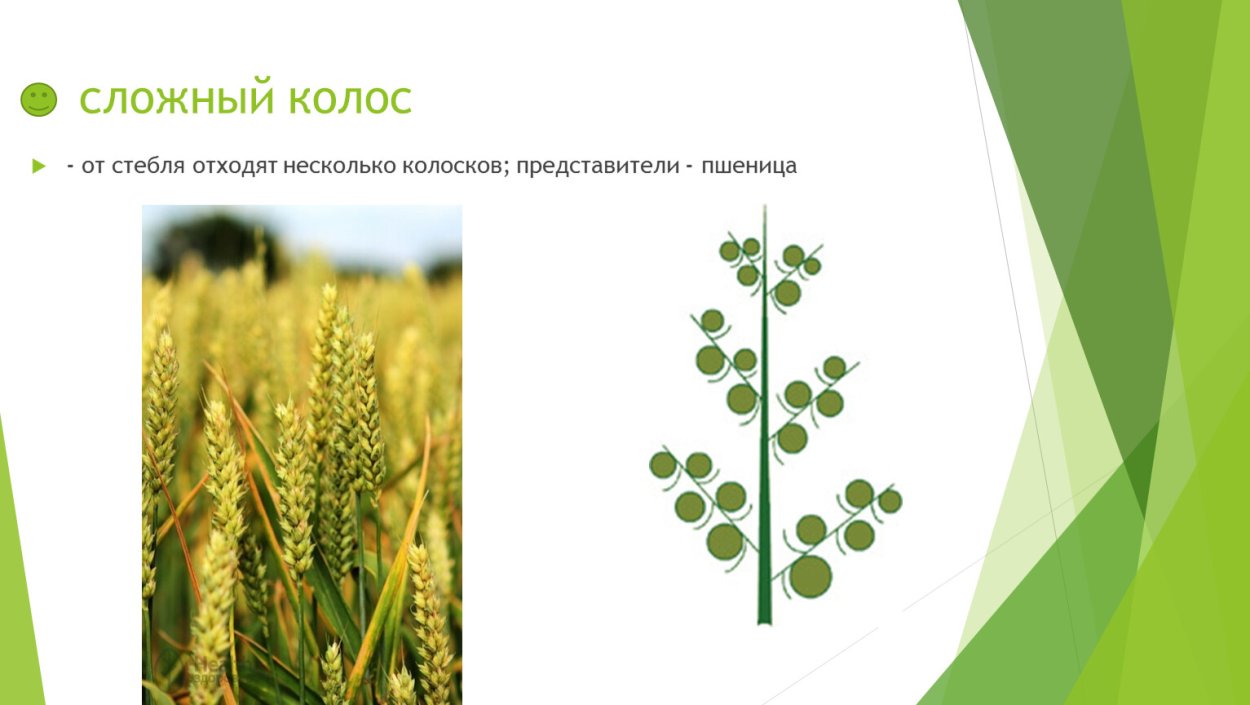 Фрондозное соцветие