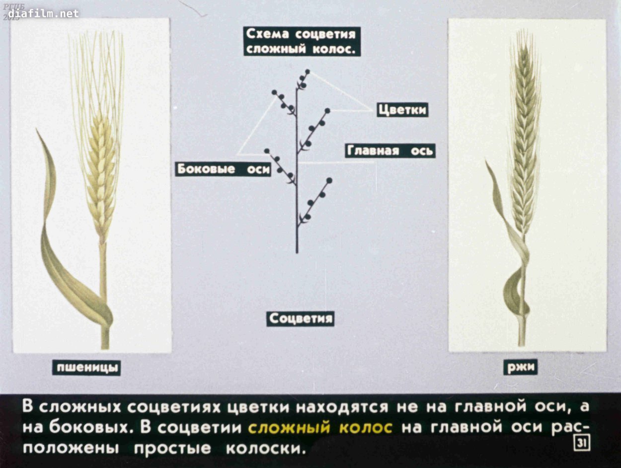 Тип соцветия пшеницы