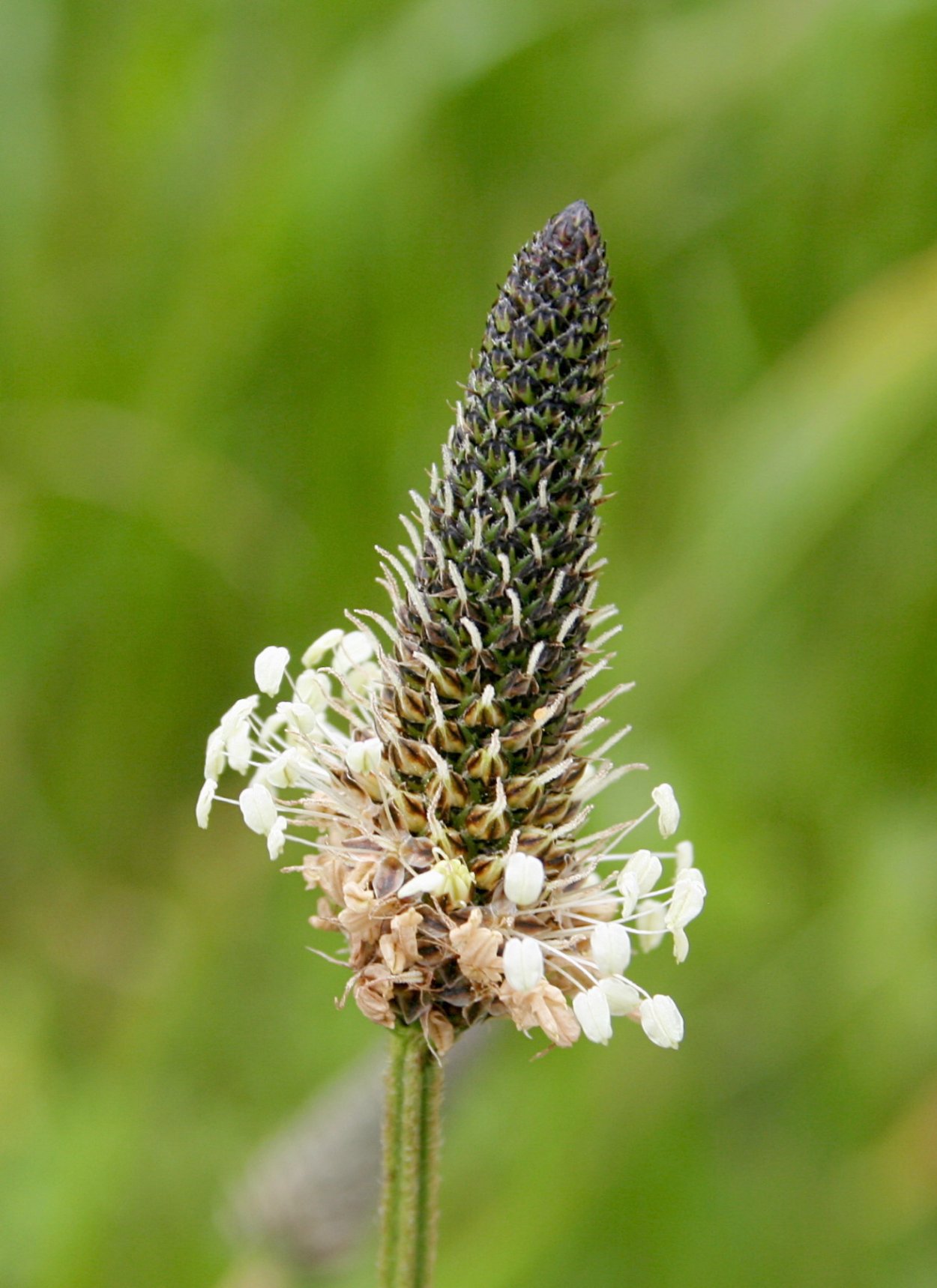 Соцветие Колос пшеница