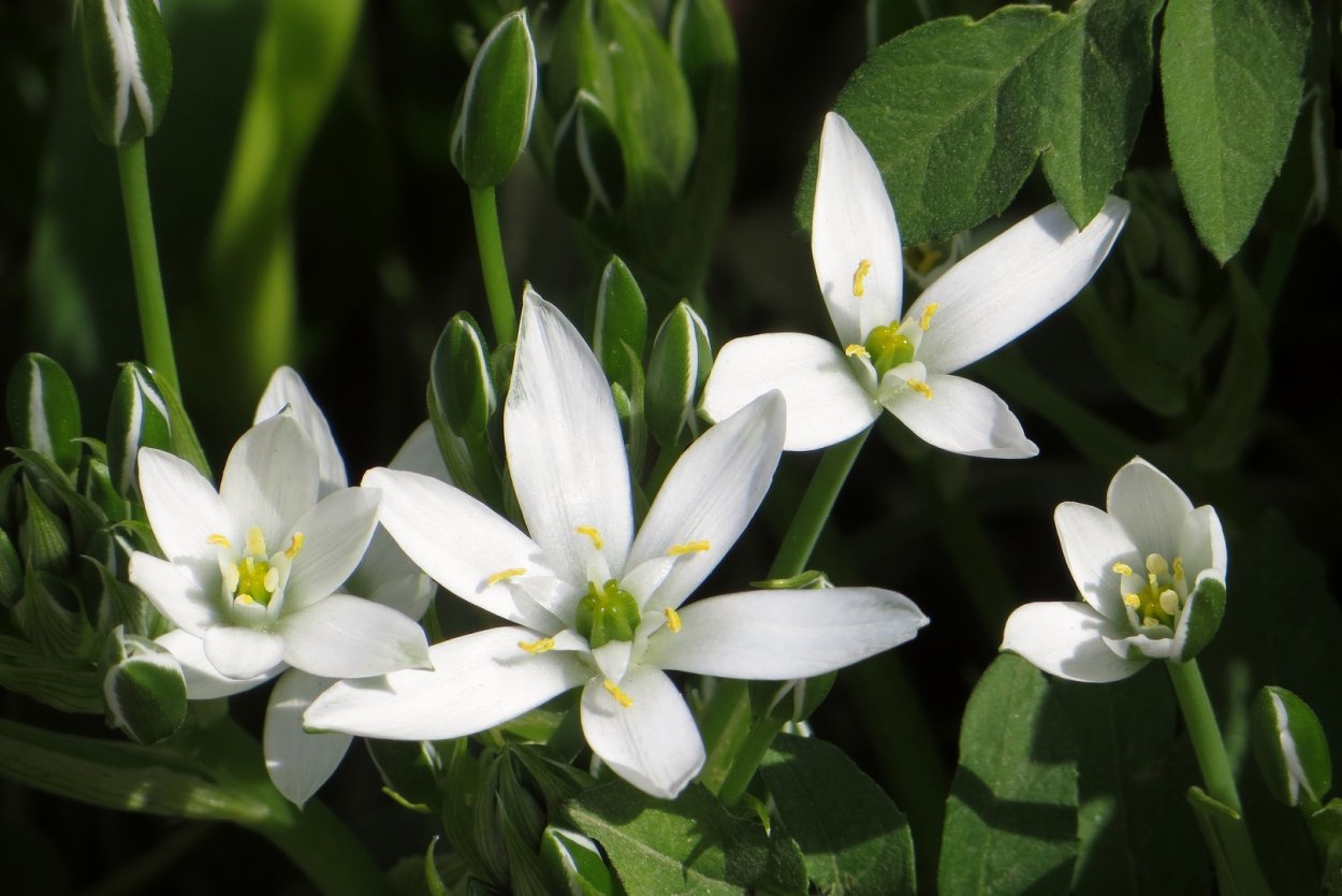 Маленькие беленькие цветочки на лугу