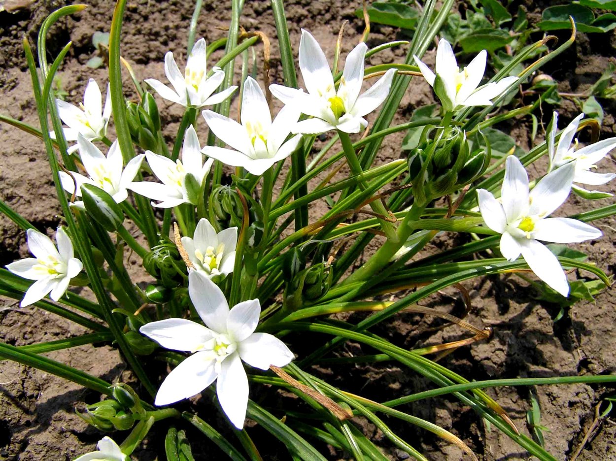 Лаурентия Речная