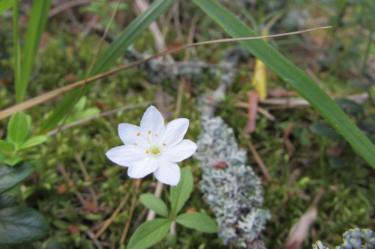 Птицемлечник орнитогалум