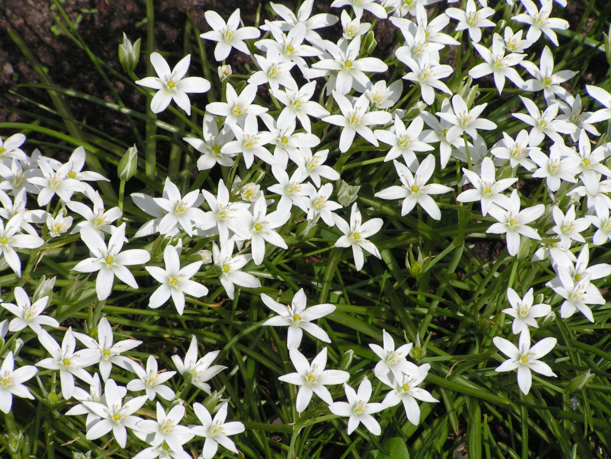 Мелкие белые цветочки полевые