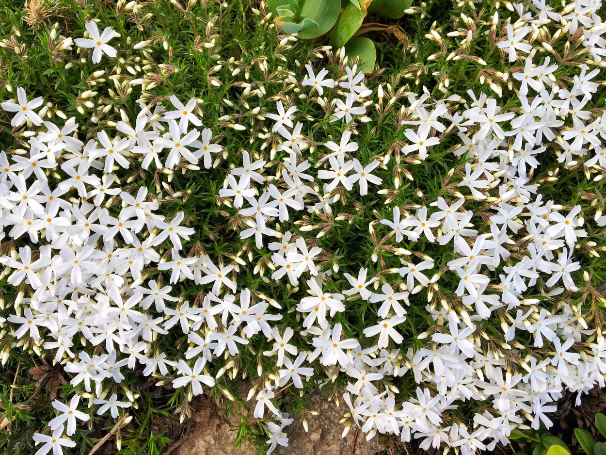 Изотома Лаурентия